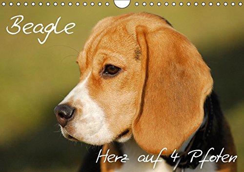 Beagle - Herz auf 4 Pfoten (Wandkalender 2018 DIN A4 quer): Liebenswerte Schlappohren auf 13 wunderschönen Fotos (Monatskalender, 14 Seiten ) (CALVENDO Tiere) [Kalender] [Apr 27, 2017] Starick, Sigrid