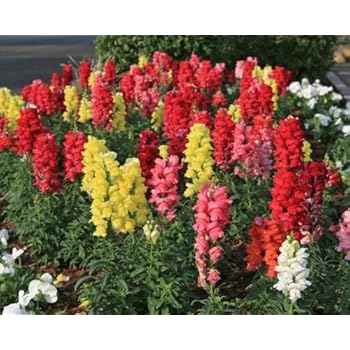 100 Graines Semence Fleur Muflier Des Jardins Demi Naine Gueule De Loup Antirrhinum Majus Nanum