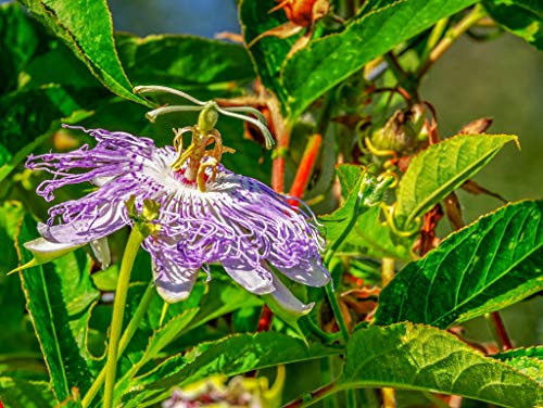 Preisvergleich Produktbild Lais Puzzle Passionsblume 1000 Teile