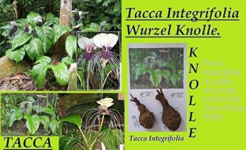 1x Wurzel Knolle Tacca Integrifolia Fledermaus Pflanze Garten Frisch original Frisch