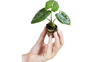 PLNTS - Baby Alocasia Frydek Variegata (b-grade) - Zimmerpflanze - Zimmerpflanzen, Pflanzen Echt, Nachhaltige Verpackung - 3cm Stecklinge - Höhe 12cm - Direkt von der Gärtnerei