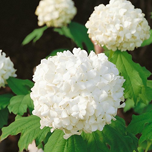 Gefüllter Schneeball weiß blühend, 1 Strauch - 3