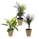 Sie erhalten je eine Dieffenbachie (Dieffenbachia), Bergpalme (Chamaedorea) und einen Drachenbaum (Dracaena marginata) jeweils im 10 - 12 cm Topf