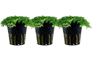 AquaOne Hemianthus callitrichoides "Cuba" - Pianta acquatica per acquario, coprente completamente radicato, facile da pulire, decorazione Aquascaping