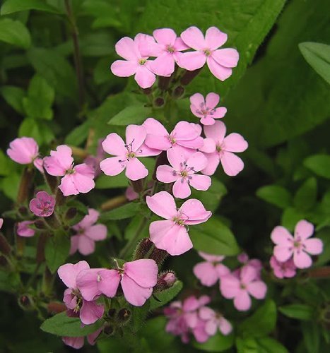 Seedville Saponaria Ocymoides Rock Soapwort Flowers - 500 Seeds by Seedville