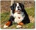 Produktbild Mauspad / Mouse Pad aus Textil mit Rückseite aus Kautschuk rutschfest für alle Maustypen Motiv: Berner Sennenhund liegend - [02]
