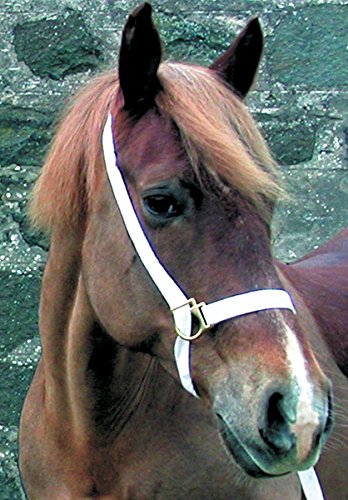 White-Cotton-Show-Halter-with-Lead