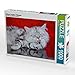 Produktbild Britisch Langhaar Kätzchen 1000 Teile Puzzle quer (CALVENDO Tiere)