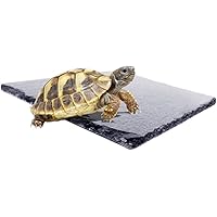 Natürliche Reptilien-Felsen, Schildkröten-Sonnenplattform, Zubehör, Dekor für Amphibien-Lebensraum