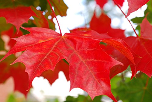 Japanischer ROTER Ahorn / Fächerahorn – ca. 20 Samen – Acer palmatum atropurpureum – Baum & Bonsai geeignet - 3