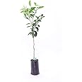 PIANTA DI ARANCIO TAROCCO SANGUINELLO ARANCIA ROSSA IN VASO 18CM agrumi di sicilia h 130cm AMDGarden