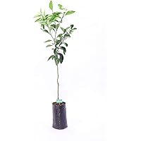 PIANTA DI ARANCIO TAROCCO SANGUINELLO ARANCIA ROSSA IN VASO 18CM agrumi di sicilia h 130cm AMDGarden