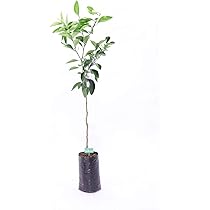 Arancio Tarocco Sanguinello In Vaso 18cm - Pianta Di Agrumi Siciliana Con Arance Rosse - Foto 11