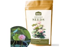 HUA XIAN ZI Plus de 32 graines de fleurs de lotus de qualité supérieure - Vibrant Bowl Lotus & Semences de nénuphars pour votre jardin aquatique