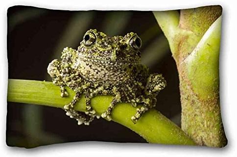 Soft Pillow Case Cover ( Everything FrogsAnimal Frog ) Pillow Covers Bedding Accessories Size 20"X30" suitable for X-Long Twin-bed PC-Bluish-34927