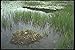 Produktbild 236048 Abandoned Loon's Nest A4 Photo Poster Print 10x8