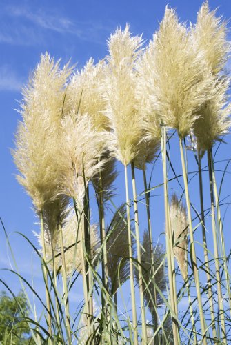 Seedeo Hohes Pampasgras (Cortaderia selloana) weiss 200 Samen