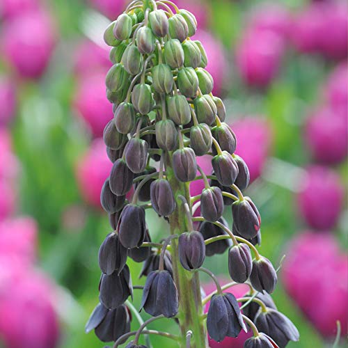 Hardy Spring Flowering Bulbs Fritillaria, Black Fritillary, Ideal for Garden Borders & Outdoors, Easy to Grow, 3 x Fritillaria Imperialis Persica Bulbs by Thompson & Morgan