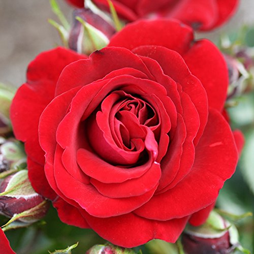 YouGardenRose 'Ruby 40th Wedding Anniversary' ® 4 Litre Pot