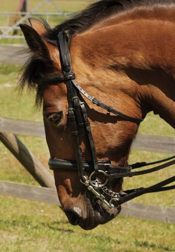 Heritage English Leather Double Comfort Horses Bridle