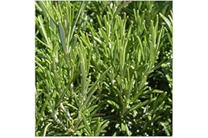 GARDENEXPERT Rosmarinus 'Officinalis' Rosemary 9cm Pot Size