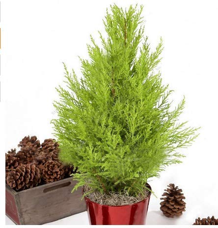 KINGDUO 50 Pcs Ciprés Italiano Semillas De Árbol Cupressus Sempervirens Home Garden Bonsái Plantación Semillas