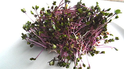 BIO-Keimsprossen „Rosa Kohlrabi“ 100 g Samen - 3