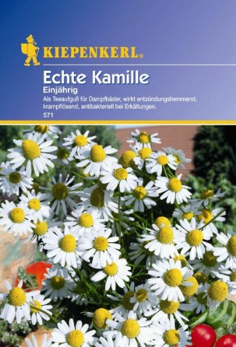 Kiepenkerl Kamille Einjährig Echte