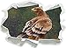 Produktbild Einsamer Falke mit braunem Gefieder Kunst Buntstift Effekt, Papier 3D-Wandsticker Format: 62x45 cm Wanddekoration 3D-Wandaufkleber Wandtattoo
