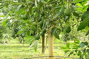 Creative Farmer Live Plant Butter Fruit (Avacado) Alligator Pear Standalone Home Gardening Plant(1 Healthy Live Plant) (PLANT-65-BUTTERFRT21$ll@)