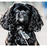 safespot locking leash