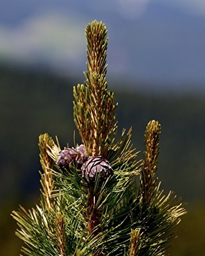 Original Tiroler ZirbenKissen - 3