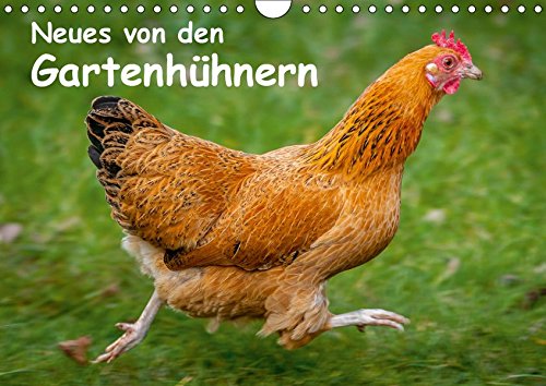 Neues von den Gartenhühnern (Wandkalender 2019 DIN A4 quer): Momentaufnahmen aus dem Leben glücklicher Hühner (Monatskalender, 14 Seiten ) (CALVENDO Tiere)