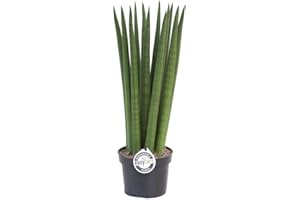BLUMEN-SENF Sansevieria Cylindrica Straight ca. 40 cm – Bogenhanf/Schwiegermutterzunge für bessere Raumluft – Luftreinigende Pflanze, pflegeleicht & dekorativ – Ideal für Wohnzimmer, Büro & Schlafzimmer