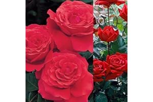 CARBETH PLANTS 1 x Rose Fragrant Cloud - Bare Root Rose
