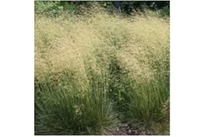 PlantGenesis Deschampsia cespitosa / Tufted Hair Grass / Hardy Ornamental Grass / Seeds
