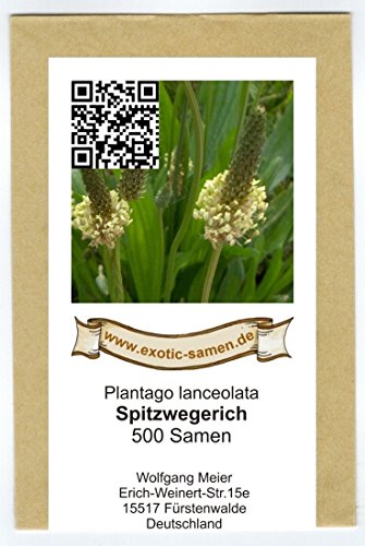 Spitzwegerich – Plantago lanceolata – Arzneipflanze des Jahres 2014 – 500 Samen - 2