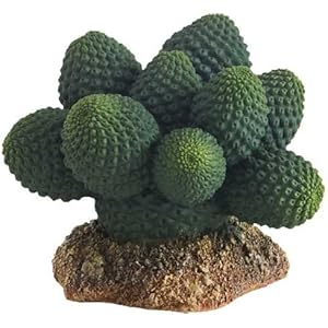 Kaktus Atacamma, Höhe 7 cm