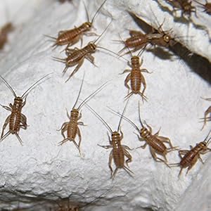 1 Dose Heimchen klein - Futterinsekten, Futtertiere, Inhalt ca.120 Stück