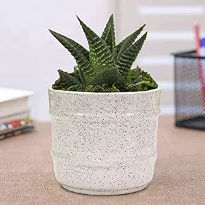 Lasaki Eden White Ceramic Pots for Indoor Plants Planters Flower pots Outdoor Succulent Pot