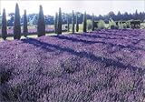 Image de Provence Style: Landscapes Houses Interiors Details