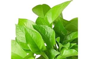 Pothos Neon | DECOALIVE | Planta de Interior Natural | Lemon Lime Potho