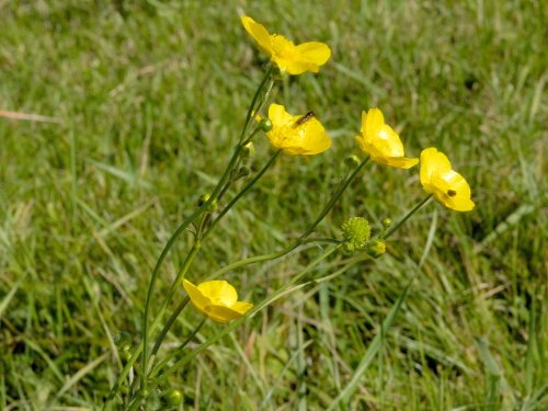 Gras & Wildblumensamen. Traditionelle Wiesenmischung 80 Gramm. MeadowMania Heimische Samen. Bedeckt bis zu 20 m². - 4