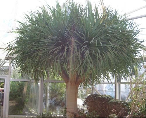 Seedeo Drachenbaum (Dracaena draco) 6 Samen