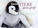 Image de Kleine Tiere ganz groß – Tischaufsteller im Schuber: Mit immerwährendem Kalendarium