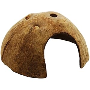 Dragon - Kokosnusshalbschale Medium - Kokosnusshöhle