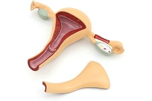 VIGAN Modelo de anatomía genital femenina Útero Ovario Genitourinario Modelo de enseñanza médica