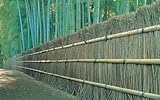 Image de Bamboo Fences