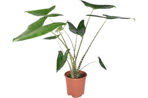 Zynesflora Alocasia Zebrina im Ø 21 cm Pflanztopf - Höhe: 70-75 cm - Pfeilblatt Alokasie Zimmerpflanze mit Zebramuster
