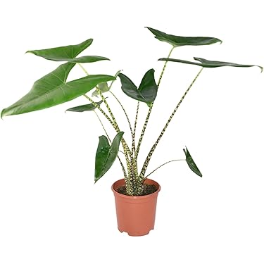 red emerald variegata 4” Philodendron 'Strawberry Shake'